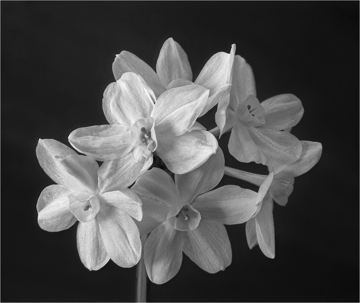 January 2024 - Print-Steven Roth-Paperwhites